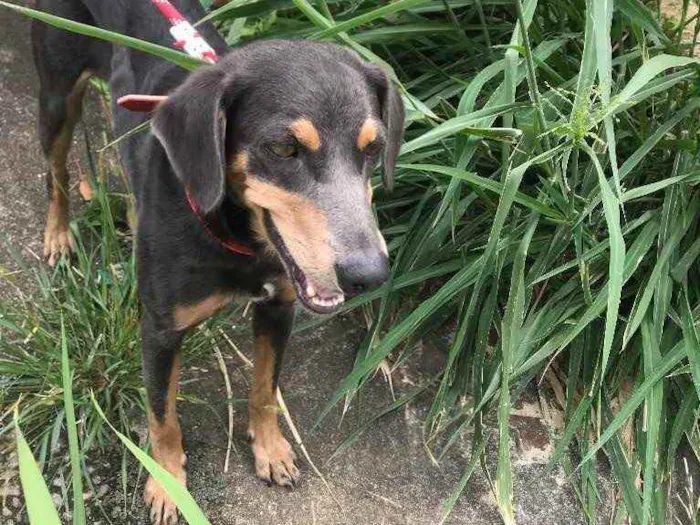 Cachorro ra a Vira-lata idade 1 ano nome Ana Catarina