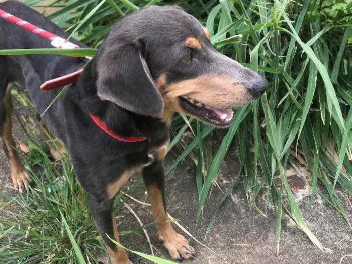 Cachorro ra a Vira-lata idade 1 ano nome Ana Catarina