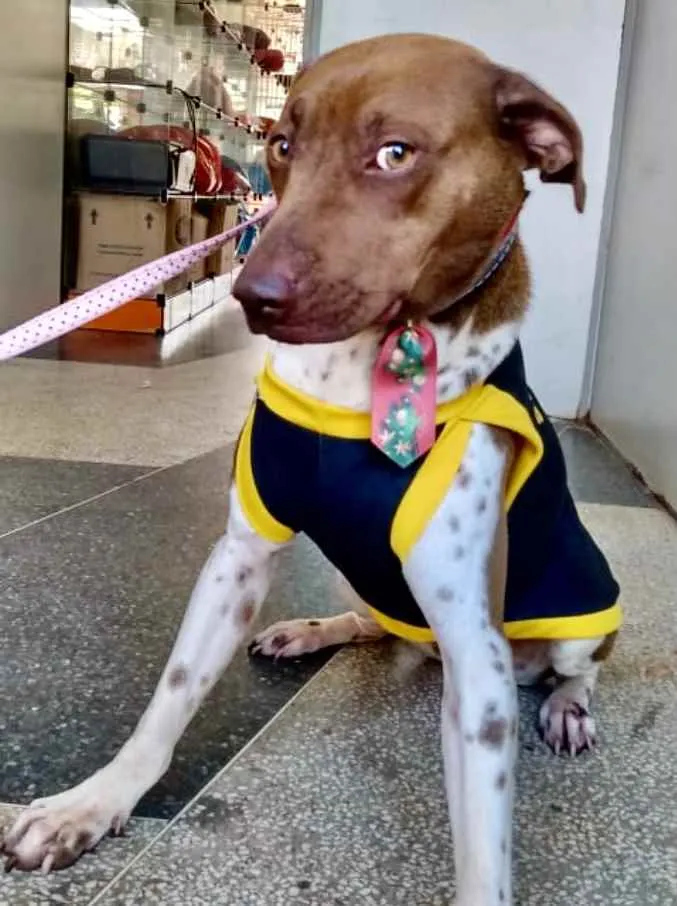 Cachorro ra a Mestiço  idade 1 ano nome Chocolate 