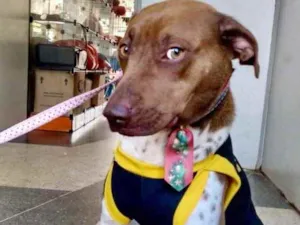 Cachorro raça Mestiço  idade 1 ano nome Chocolate 