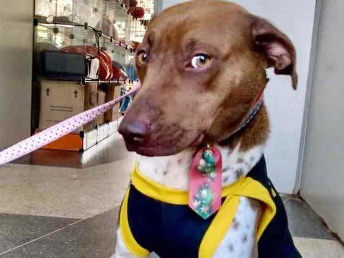 Cachorro ra a Mestiço  idade 1 ano nome Chocolate 