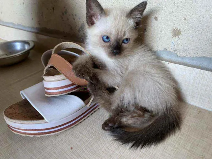 Gato ra a Siames idade 2 a 6 meses nome Príncipe
