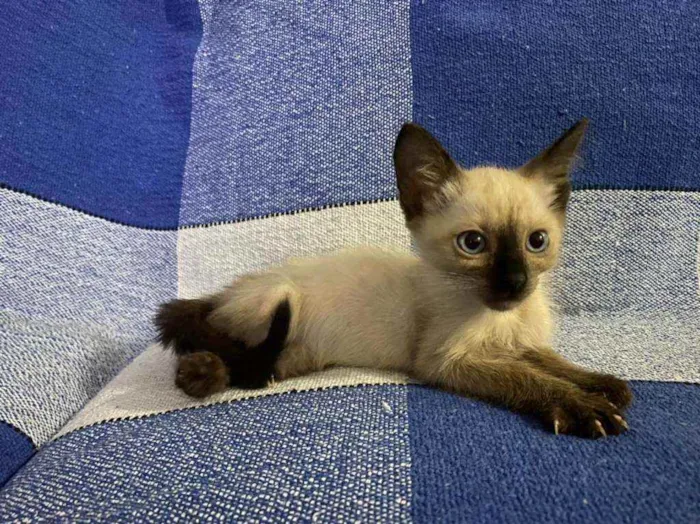 Gato ra a Siames idade 2 a 6 meses nome Príncipe
