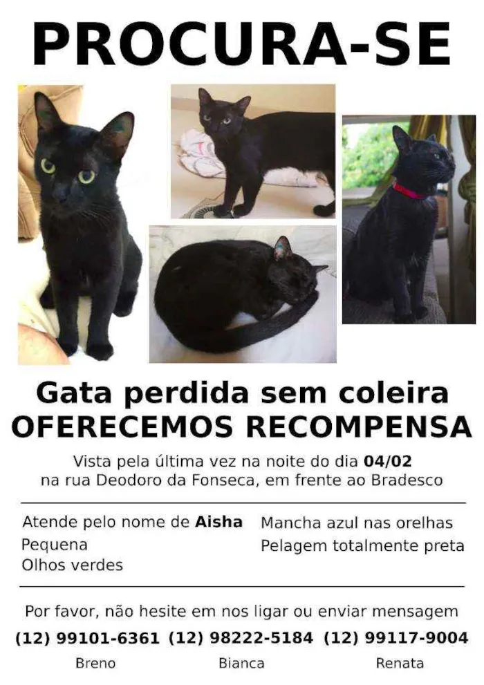 Gato raça Pelo curto idade 7 a 11 meses nome Aisha