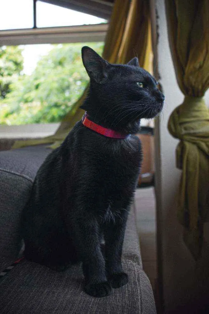 Gato raça Pelo curto idade 7 a 11 meses nome Aisha