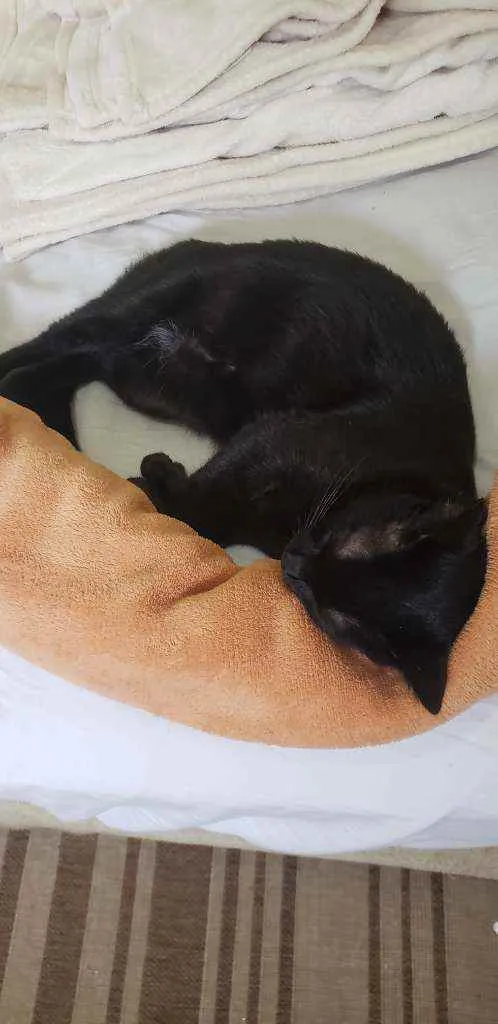 Gato raça Pelo curto idade 7 a 11 meses nome Aisha