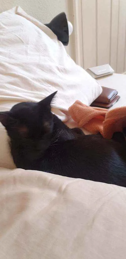 Gato raça Pelo curto idade 7 a 11 meses nome Aisha