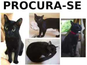 Gato raça Pelo curto idade 7 a 11 meses nome Aisha