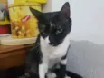 Gato raça Gato idade 2 anos nome Miguel 