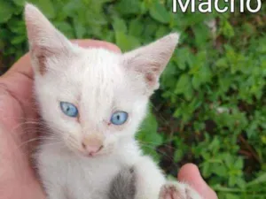 Gato raça SSEM RAÇA DEFINIDA.  idade Abaixo de 2 meses nome SEM NOME.