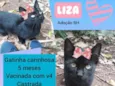 Liza