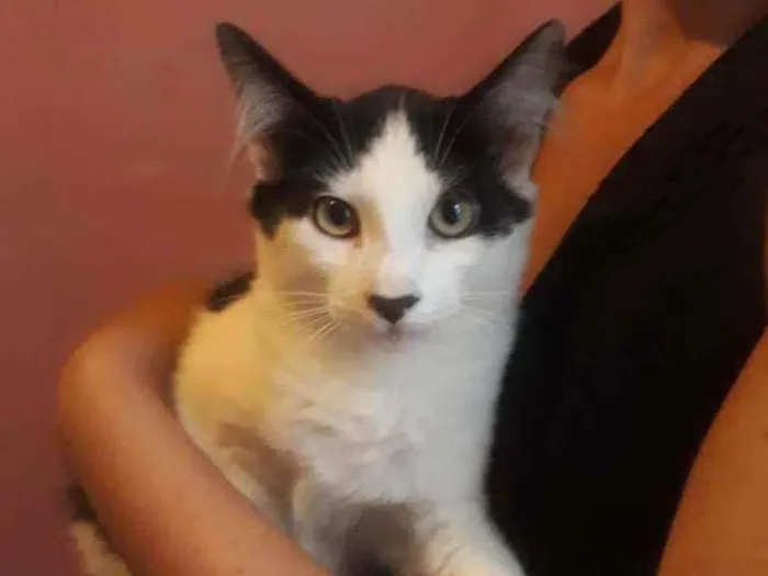 Gato ra a  idade 2 a 6 meses nome Frajola
