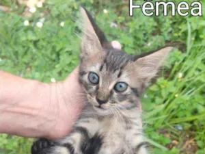 Gato raça SEM RAÇA DEFINIDA.  idade Abaixo de 2 meses nome SEM NOME.