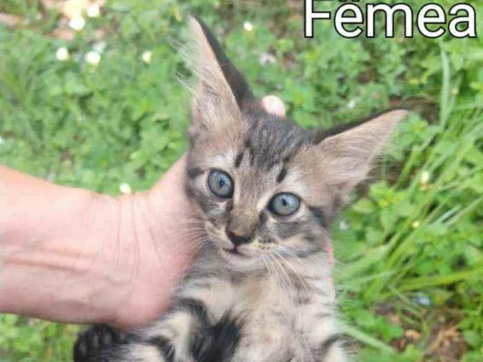 Gato ra a SEM RAÇA DEFINIDA.  idade Abaixo de 2 meses nome SEM NOME.