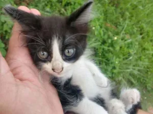 Gato raça TRETA COM BRANCO.  idade Abaixo de 2 meses nome SEM NOME.