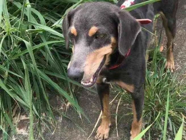 Cachorro ra a Vira-lata idade 1 ano nome Ana Catarina