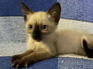 Gato raça Siames idade 2 a 6 meses nome Príncipe