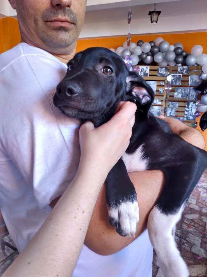 Cachorro ra a Srd idade 2 a 6 meses nome Costelinha
