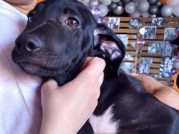 Cachorro ra a Srd idade 2 a 6 meses nome Costelinha