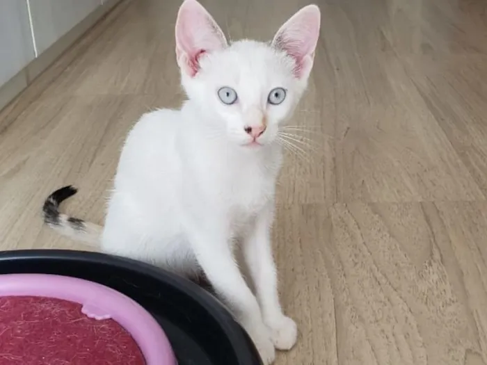 Gato raça SRD-ViraLata idade 2 a 6 meses nome Adaline