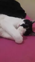 Bartô