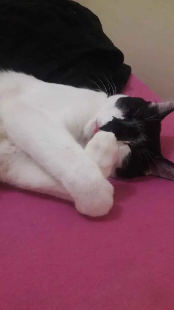 Gato ra a Sem raça definida  idade 2 anos nome Bartô