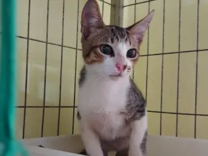 Gato raça SRD-ViraLata idade 2 a 6 meses nome Jerry