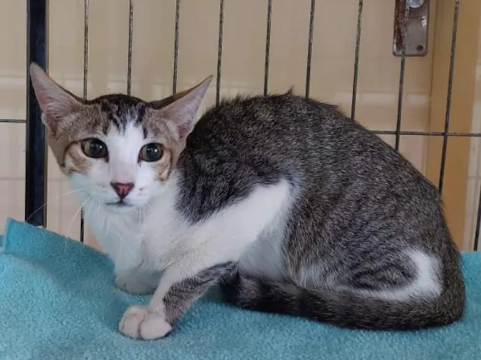 Gato raça SRD-ViraLata idade 2 a 6 meses nome Ligeirinho