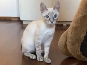 Gato raça SRD-ViraLata idade 2 a 6 meses nome Kyoto 