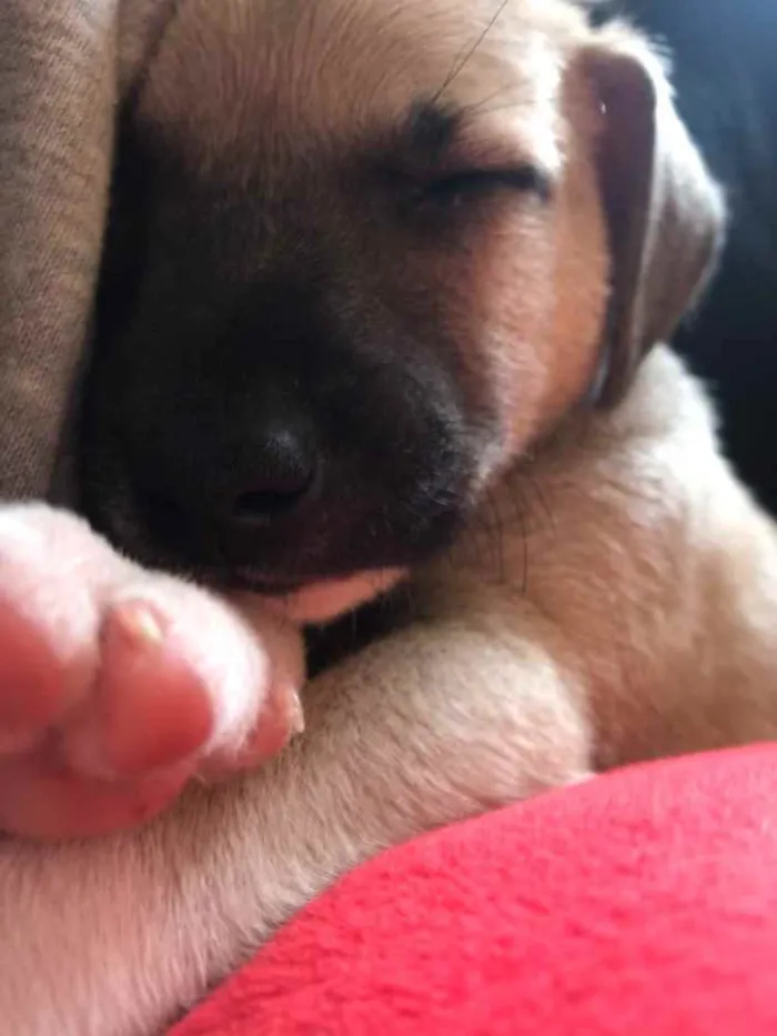 Cachorro raça Sem Raça Definida idade Abaixo de 2 meses nome Sem nome