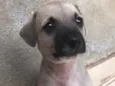 Cachorro raça Sem Raça Definida idade Abaixo de 2 meses nome Sem nome