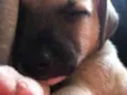 Cachorro raça Sem Raça Definida idade Abaixo de 2 meses nome Sem nome
