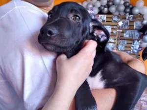 Cachorro raça Srd idade 2 a 6 meses nome Costelinha