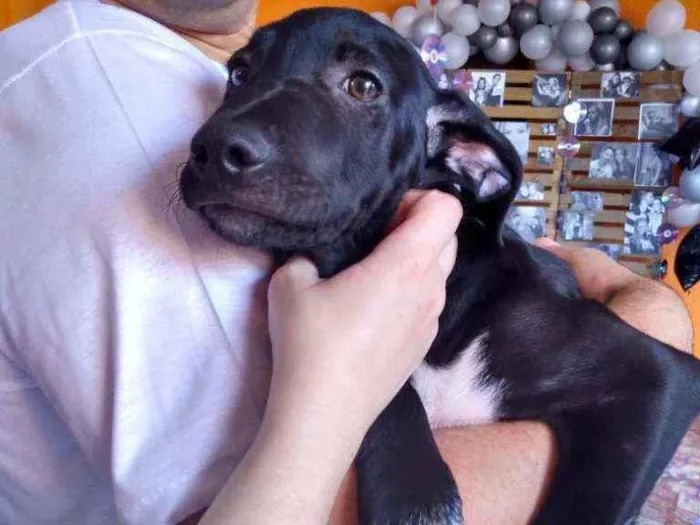 Cachorro ra a Srd idade 2 a 6 meses nome Costelinha