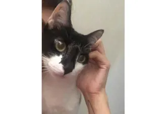 Gato raça Sem raça definida  idade 2 anos nome Bartô