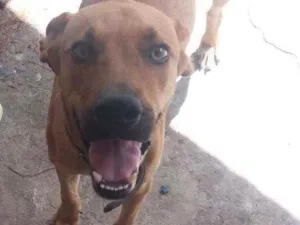 Cachorro raça Vira lata idade 7 a 11 meses nome Spyke