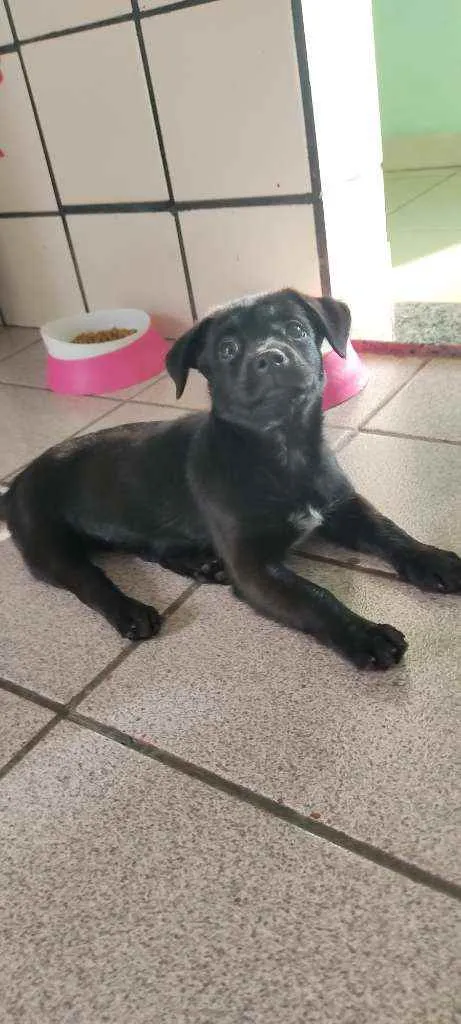 Cachorro ra a Desconhecida  idade 2 a 6 meses nome Pretinha 