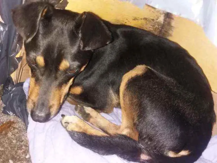Cachorro ra a SRD idade 2 anos nome Toy