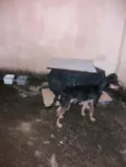 Toy