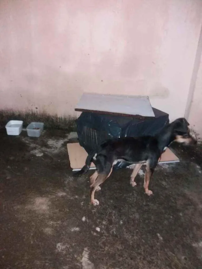Cachorro ra a SRD idade 2 anos nome Toy