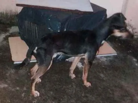 Cachorro ra a SRD idade 2 anos nome Toy