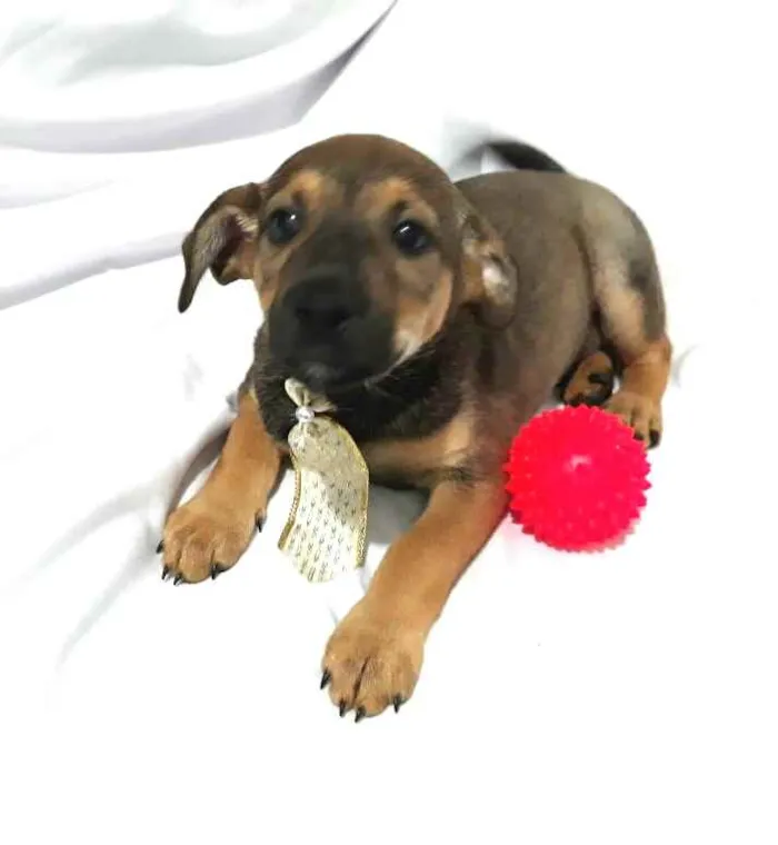 Cachorro raça  idade Abaixo de 2 meses nome Filhotes ( Adriana)