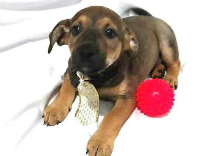 Cachorro raça  idade Abaixo de 2 meses nome Filhotes ( Adriana)