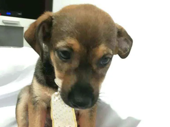 Cachorro raça  idade Abaixo de 2 meses nome Filhotes ( Adriana)