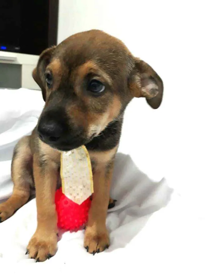 Cachorro raça  idade Abaixo de 2 meses nome Filhotes ( Adriana)