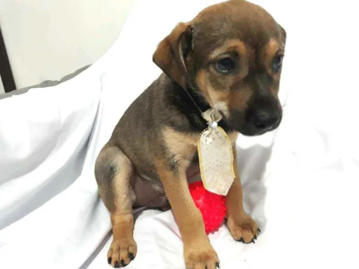 Cachorro raça  idade Abaixo de 2 meses nome Filhotes ( Adriana)