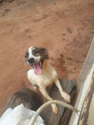 Cachorro raça Pitbull com Balu idade 7 a 11 meses nome Mel