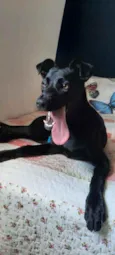 Cachorro raça SRD idade 7 a 11 meses nome Afrodite 
