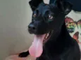 Cachorro raça SRD idade 7 a 11 meses nome Afrodite 
