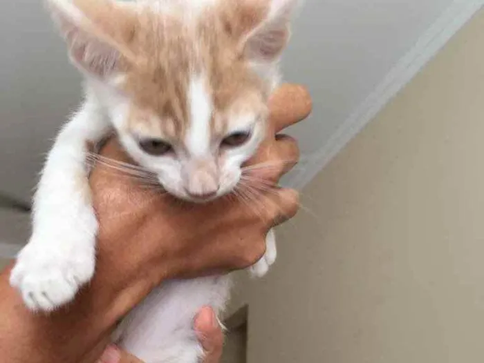 Gato ra a Nao definida idade Abaixo de 2 meses nome Lorinho